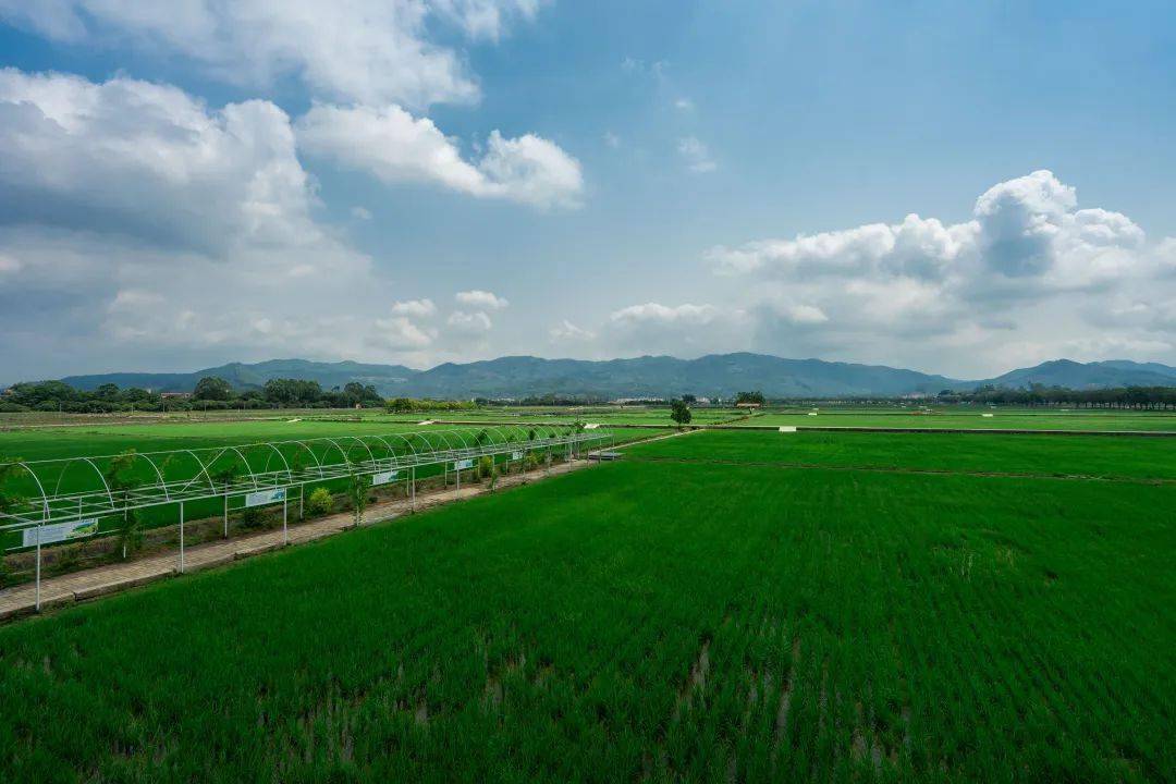 广东省建设粤港澳大湾区都市现代农业现场会在广州举行