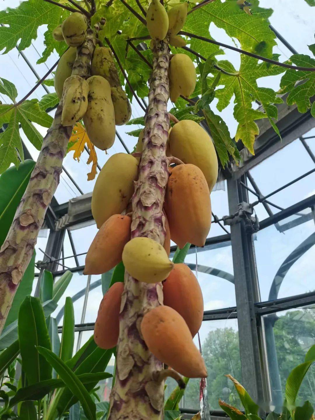 巧克力布丁果(又名黑肉柿)diospyros nigra▲米糕娄林果rollinia