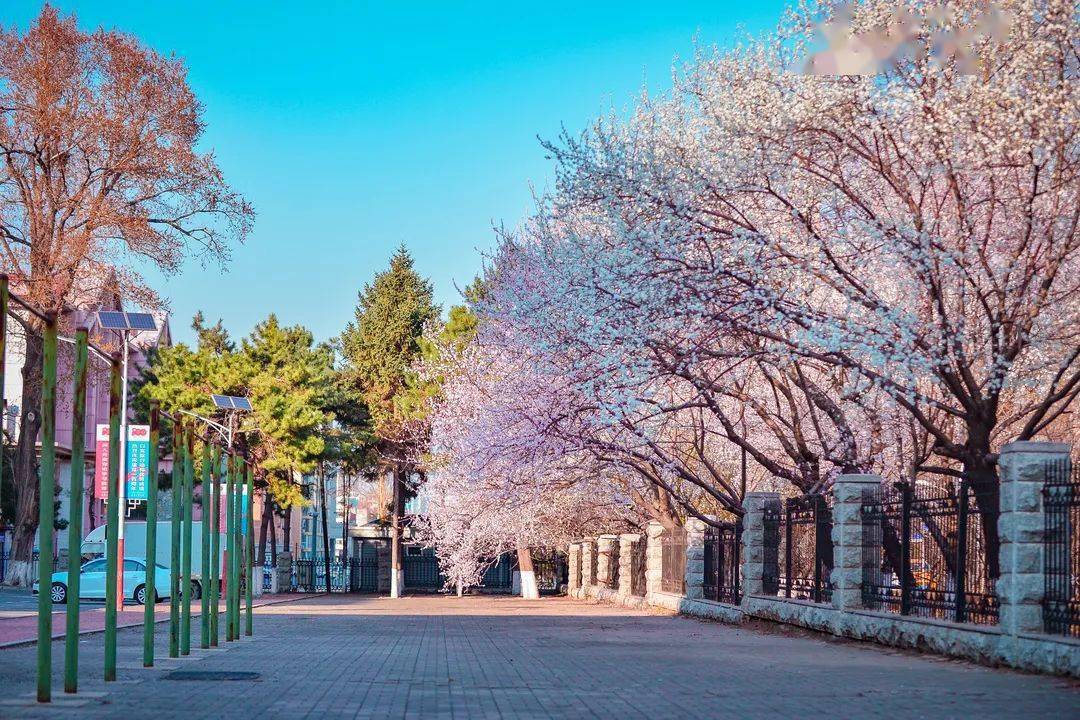 一起来看工大的春天吧!_阳光正_校园_花儿