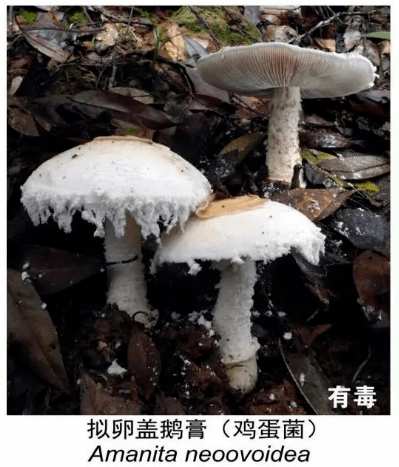 发挥村委会的作用,禁止农村家庭自办宴席加工食用野生菌,防止食用有毒