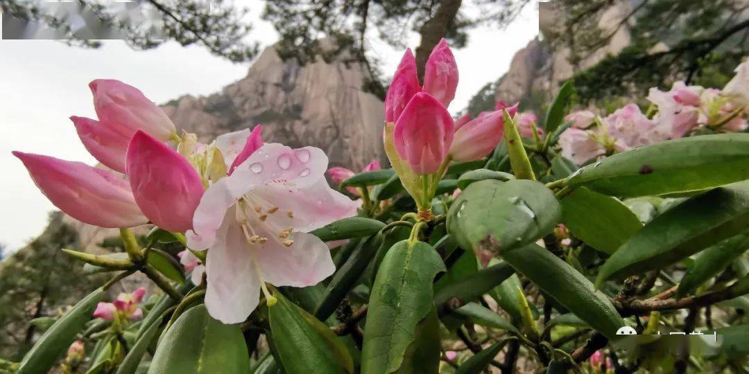 黄山杜鹃花何时花开图片