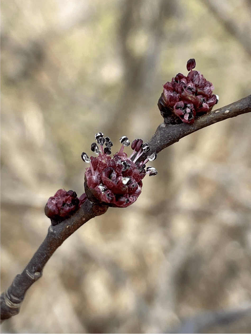 榆木疙瘩的榆树开花居然长这样丨花花万物