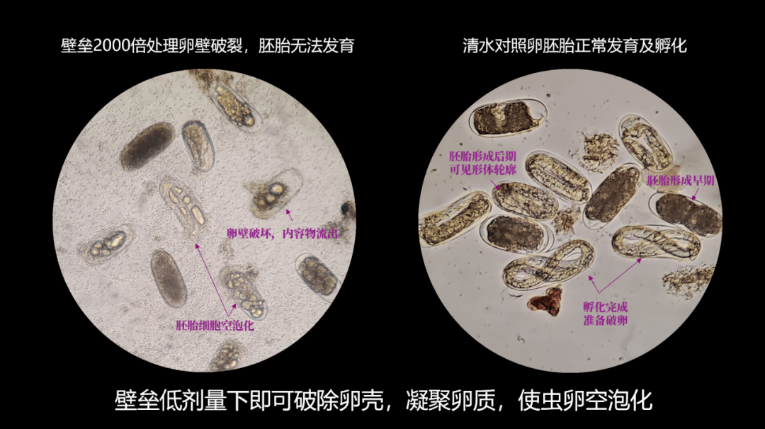 虫卵双杀强势出击苏云金杆菌bt再添新型活性成分