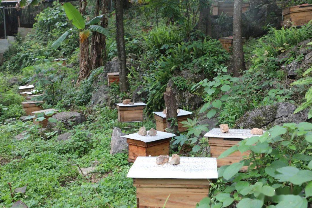 江南乡上和村地处大石山区深处,生态环境优越,蜜源植物丰富,很适合