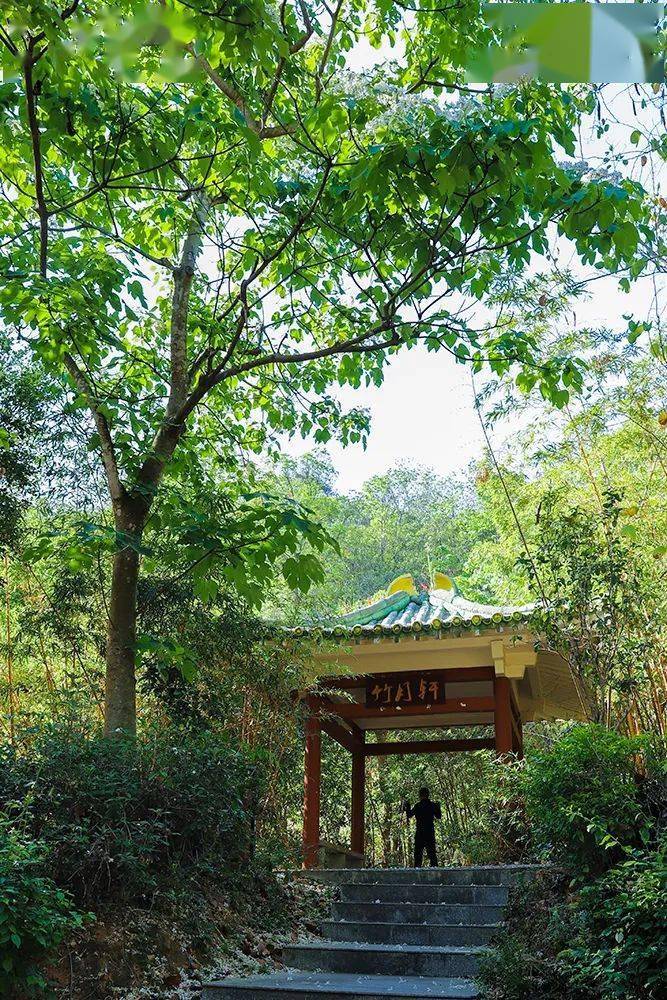 这里油桐花开许你春天的最后一次回眸