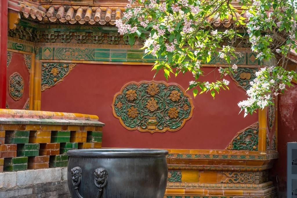 北京故宫御花园楸树花盛开在皇宫建筑的衬托下格外美