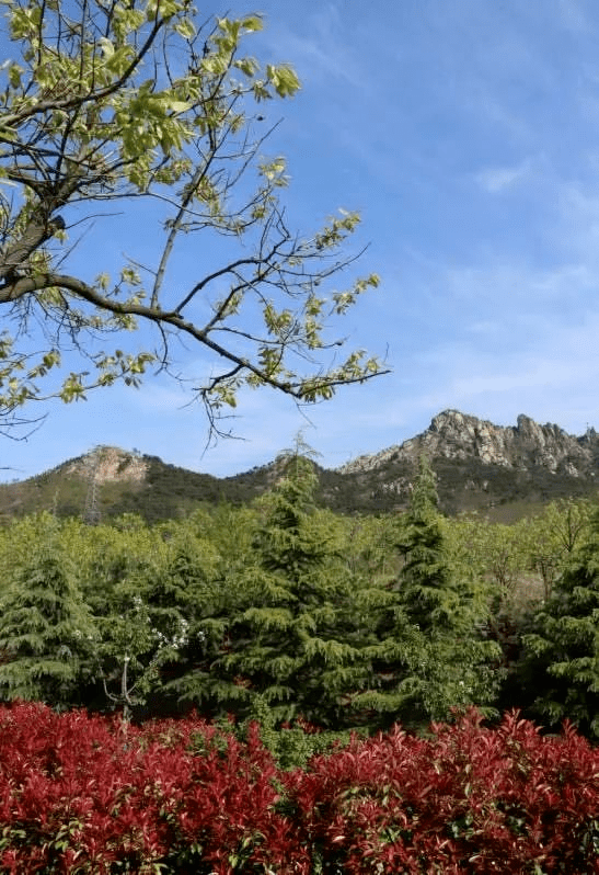 嘉定山公園位於青島市市北區中部, 原名大山,綿延8座山頭,主峰海拔112