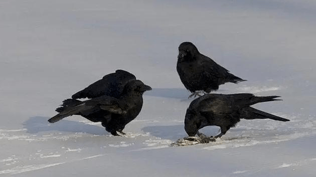 從神鳥到孝鳥最後淪落為惡鳥烏鴉的悲劇為什麼發生在宋朝