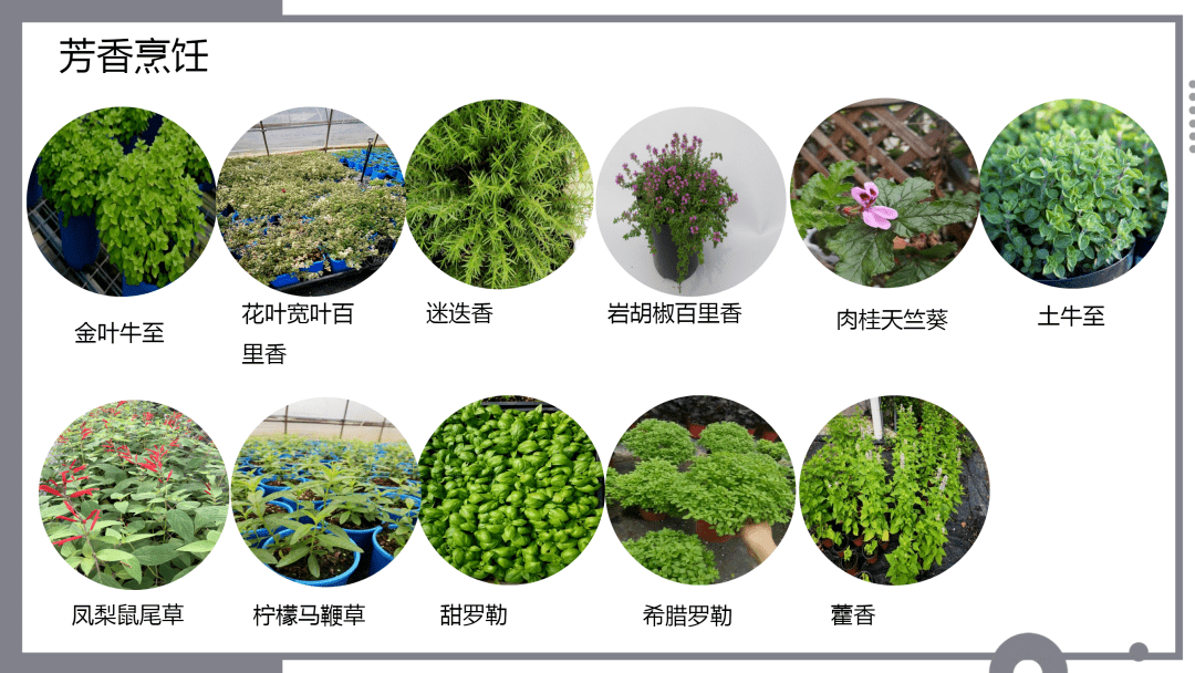 芳香植物及其创新应用(附品种目录)_种植_香草_活动