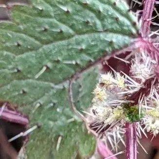 在贵州吃过一次活麻草,今晚含着仙人掌睡觉_麻在_吉米_麻时
