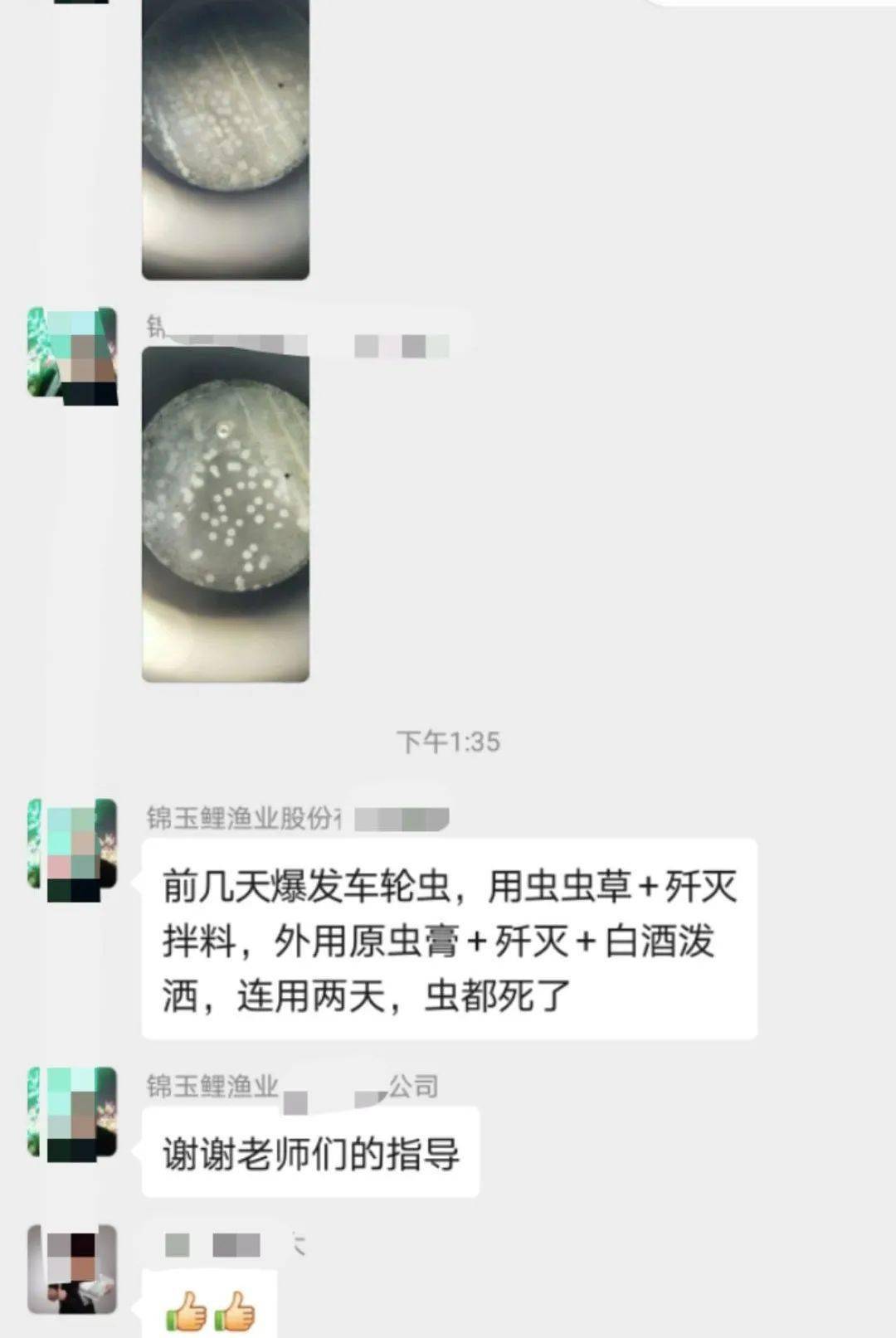 四川宜宾的一个养殖户,鲫鱼爆发车轮虫,2000斤鱼,内服:虫虫草200g  纤
