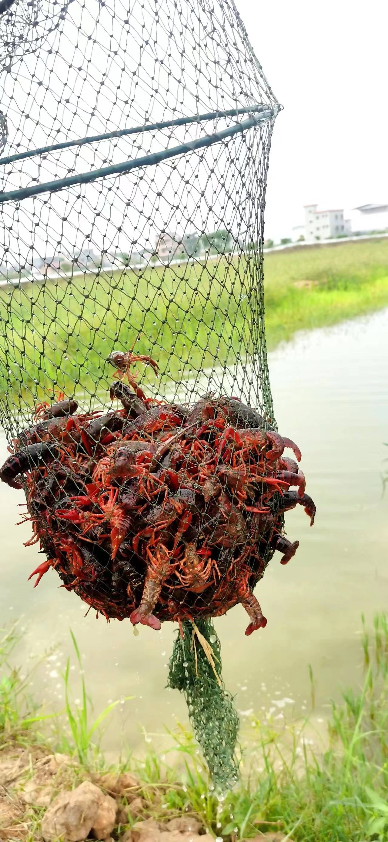 "夜宵之王"来了!韶关始兴小龙虾上市