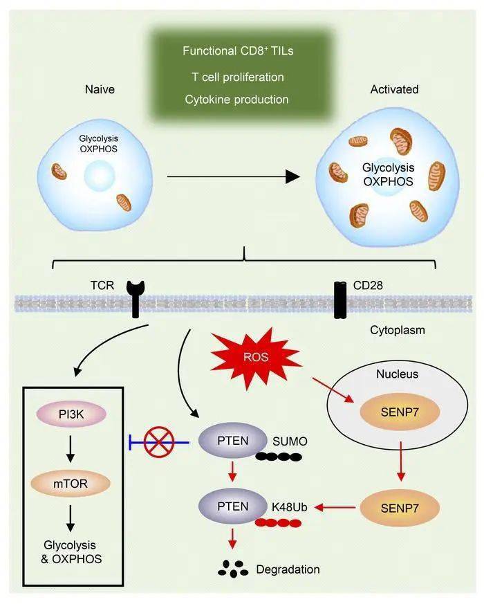 国自然热点氧化应激的10种研究思路下篇
