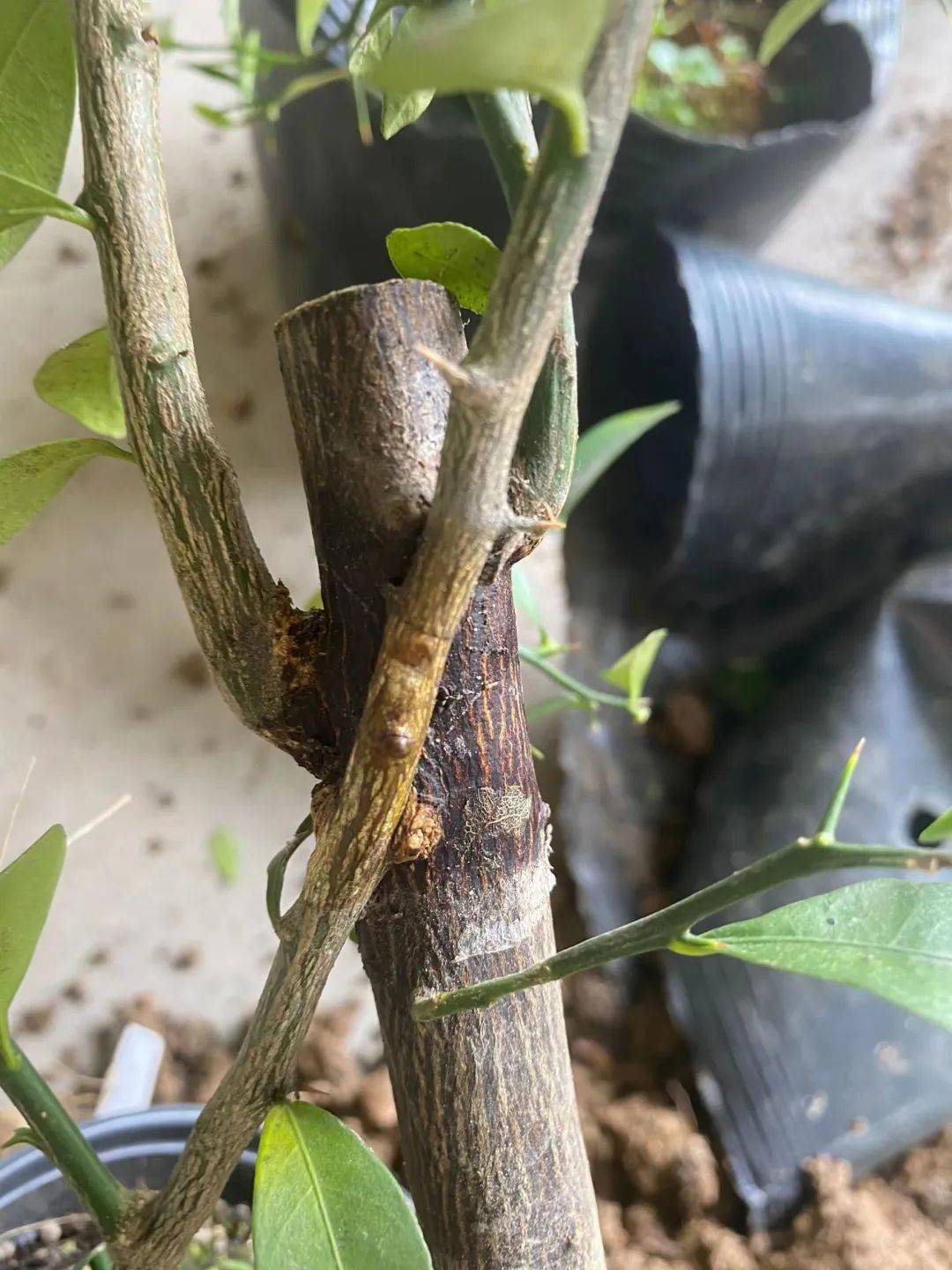 工匠日志金豆的靠接试验