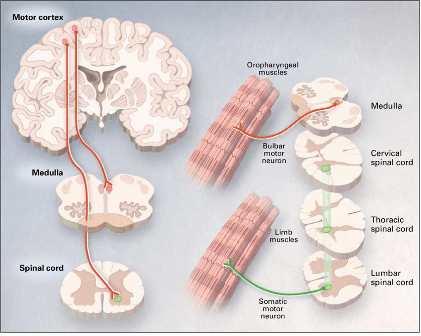 常见的神经元的类型分型