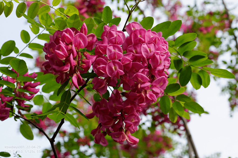 红槐花凤儿图片