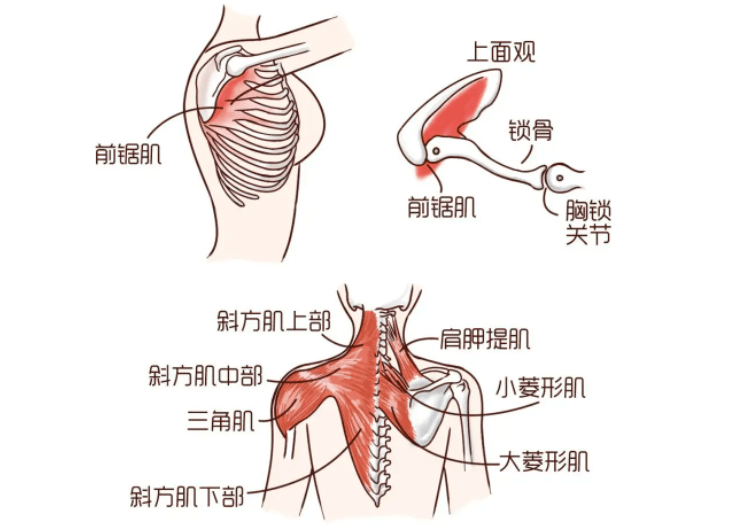 但如果穩定肩胛骨的肌肉出現問題,菱形肌,前鋸肌,斜方肌中下束無力,拉