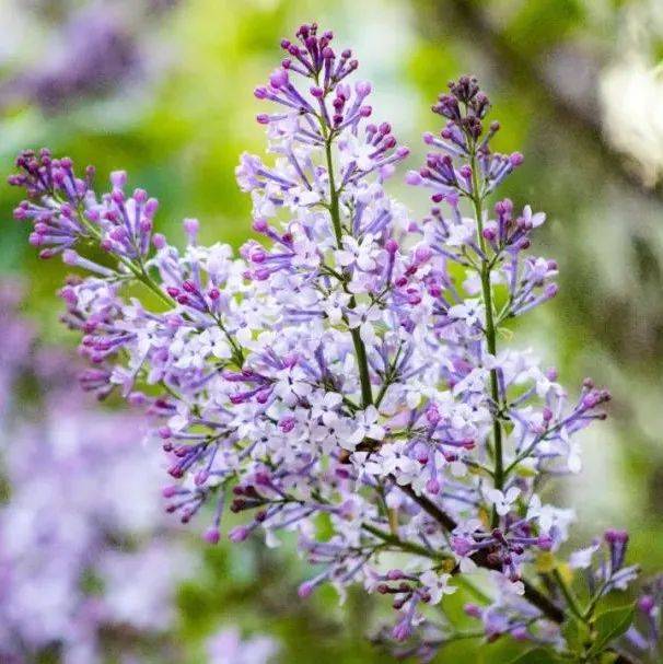 24种节气24朵花,24首诗送大家,太美了!_click_every_Before