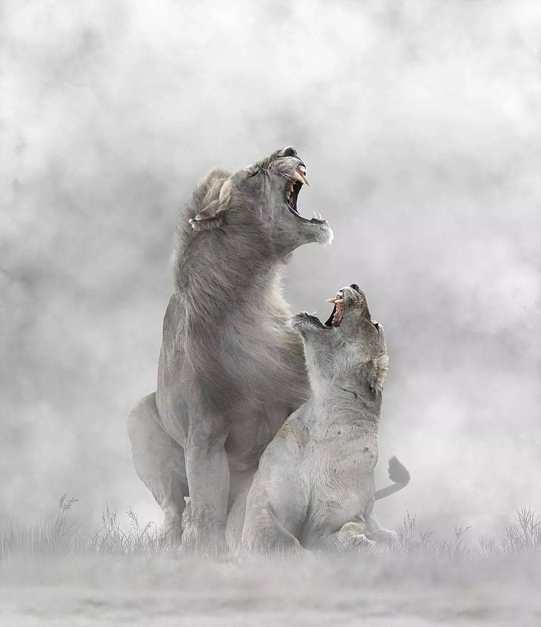 他镜头中的野生动物既有野性和力量,也有唯美诗意的温馨