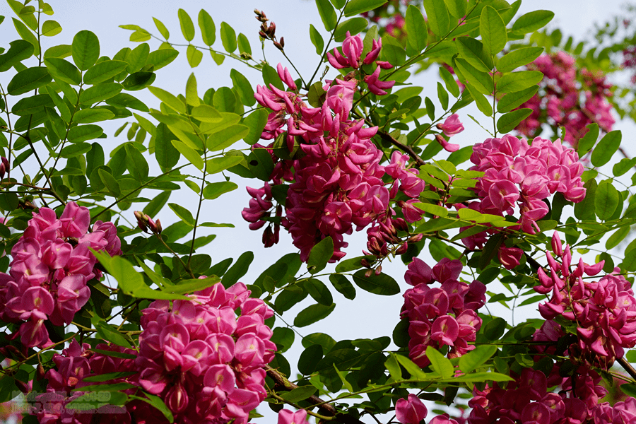 红花刺槐树冠圆满,叶色鲜绿,花朵大而鲜艳,浓香四溢,素雅而芳香,在
