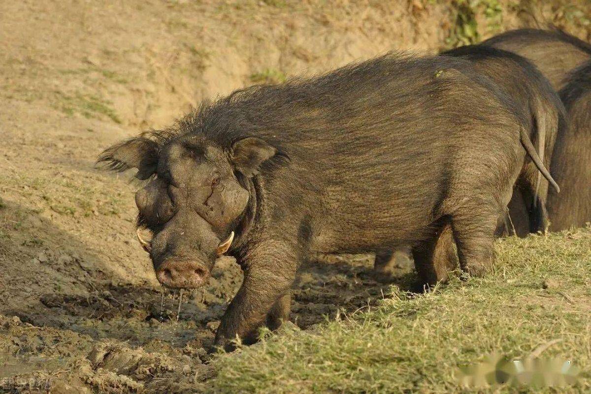 日本福島核洩露11年後:變異動物滿街跑,野豬氾濫瘋長400斤_核輻射