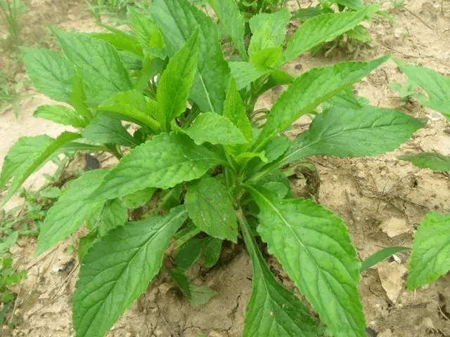 野菜_婆婆_马鞍山