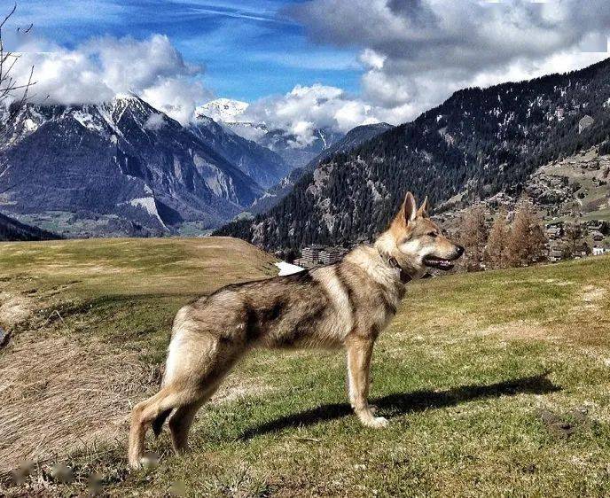 捷克狼犬一种眼睛带着柔情的犬