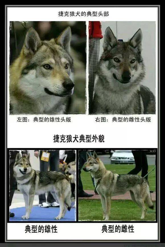捷克狼犬,一种眼睛带着柔情的犬_繁育_训练_捷克斯洛伐克