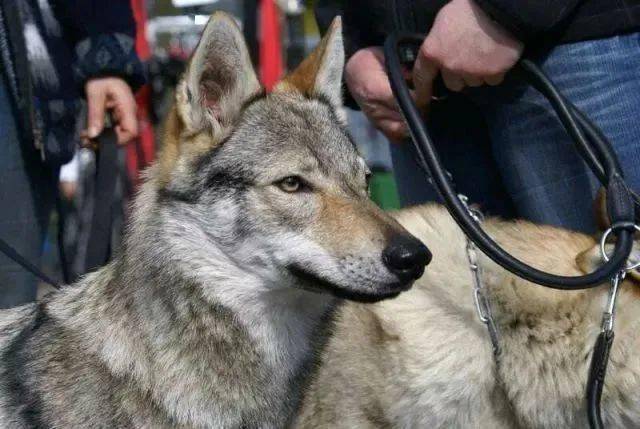 捷克狼犬一种眼睛带着柔情的犬