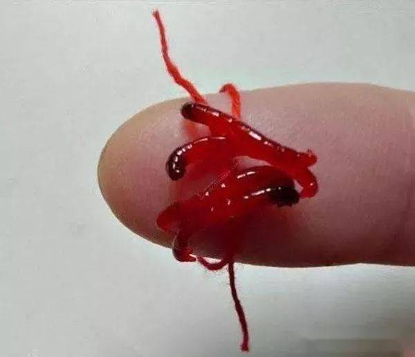 二,多钩挂红虫的方法:这里要提醒大家的是:最好选用锋利而且细的袖钩