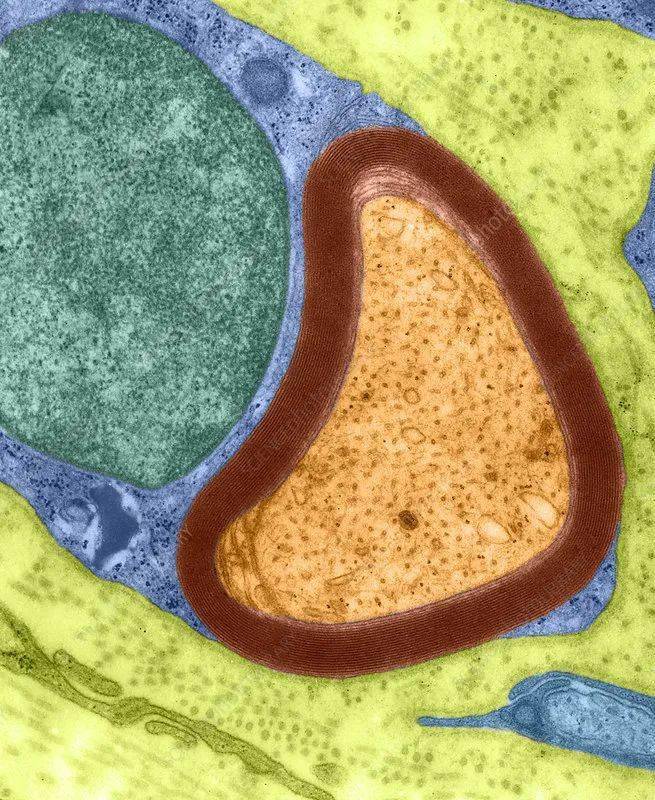 不只是修复与保护一种特化的施万细胞的研究