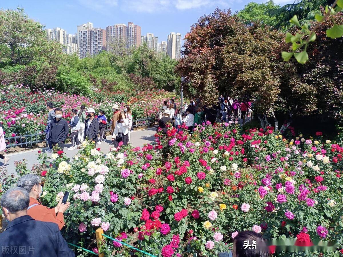 郑州40余万株月季花展吸引市民驻足观赏