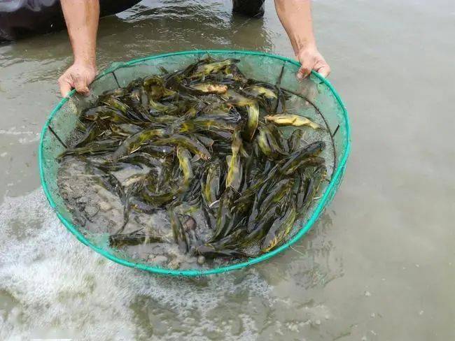 黄颡鱼养殖第一步清塘消毒手把手教你养殖全流程