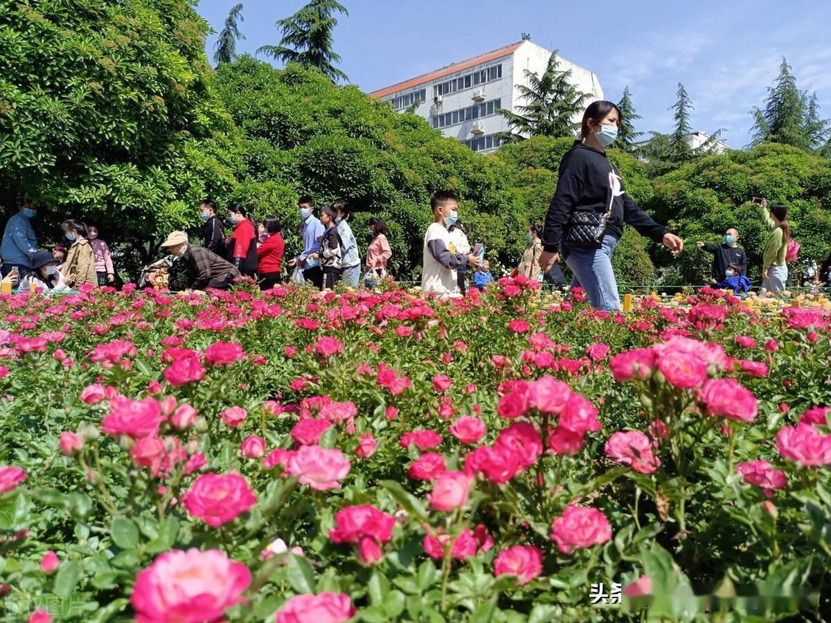 郑州40余万株月季花展吸引市民驻足观赏