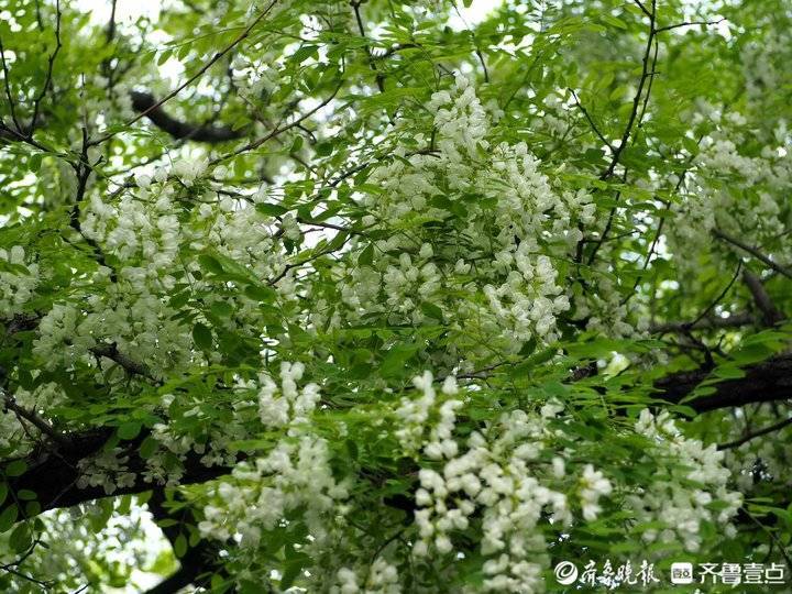 济南佛慧山老槐树满树白花甜香醉人