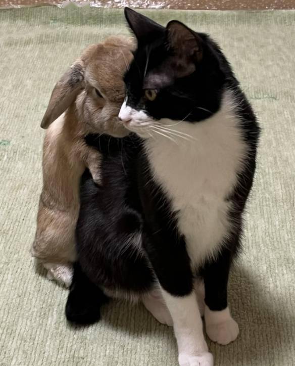 这只兔子不太正经网友分享家中总抱一起的猫猫兔兔