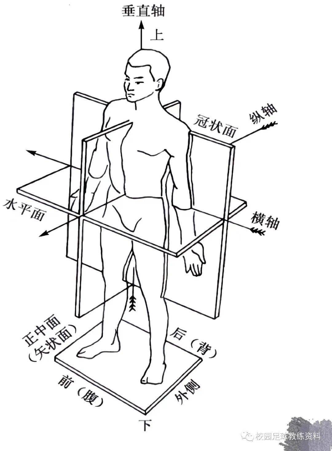 人體為什麼需要運動人體三軸三面《解剖列車》2健身大全2器械健身健身