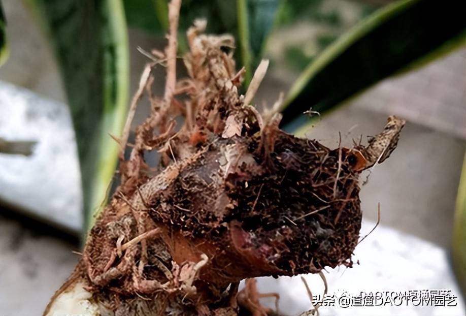 春季家养虎皮兰几大常见病害高发期做好防护是关键