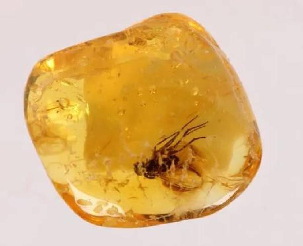 古代皇帝死后,为什么不用琥珀防腐?_树脂_尸体_生物