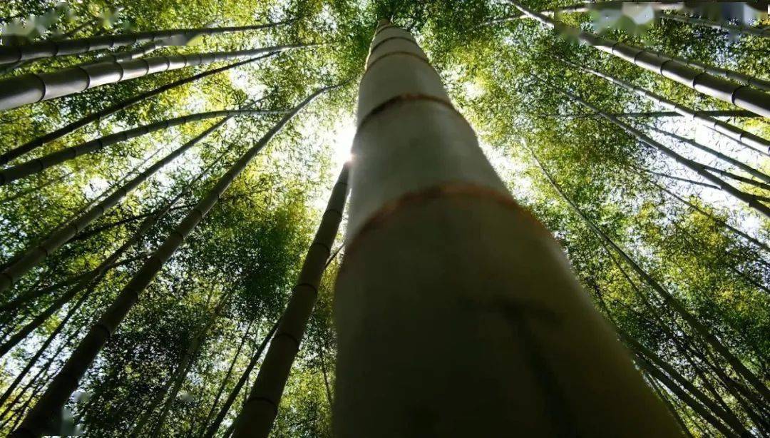 七旬老人竹林图片