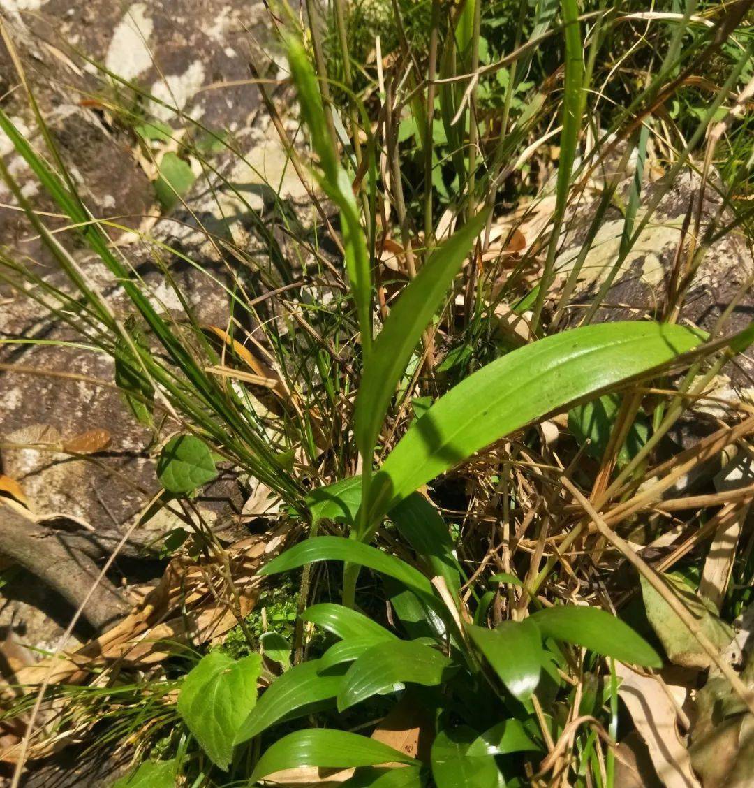 叶兰植物简介图片