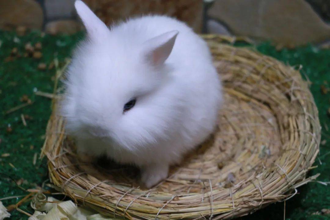 迷你侏儒兔能捧在手心的小可爱