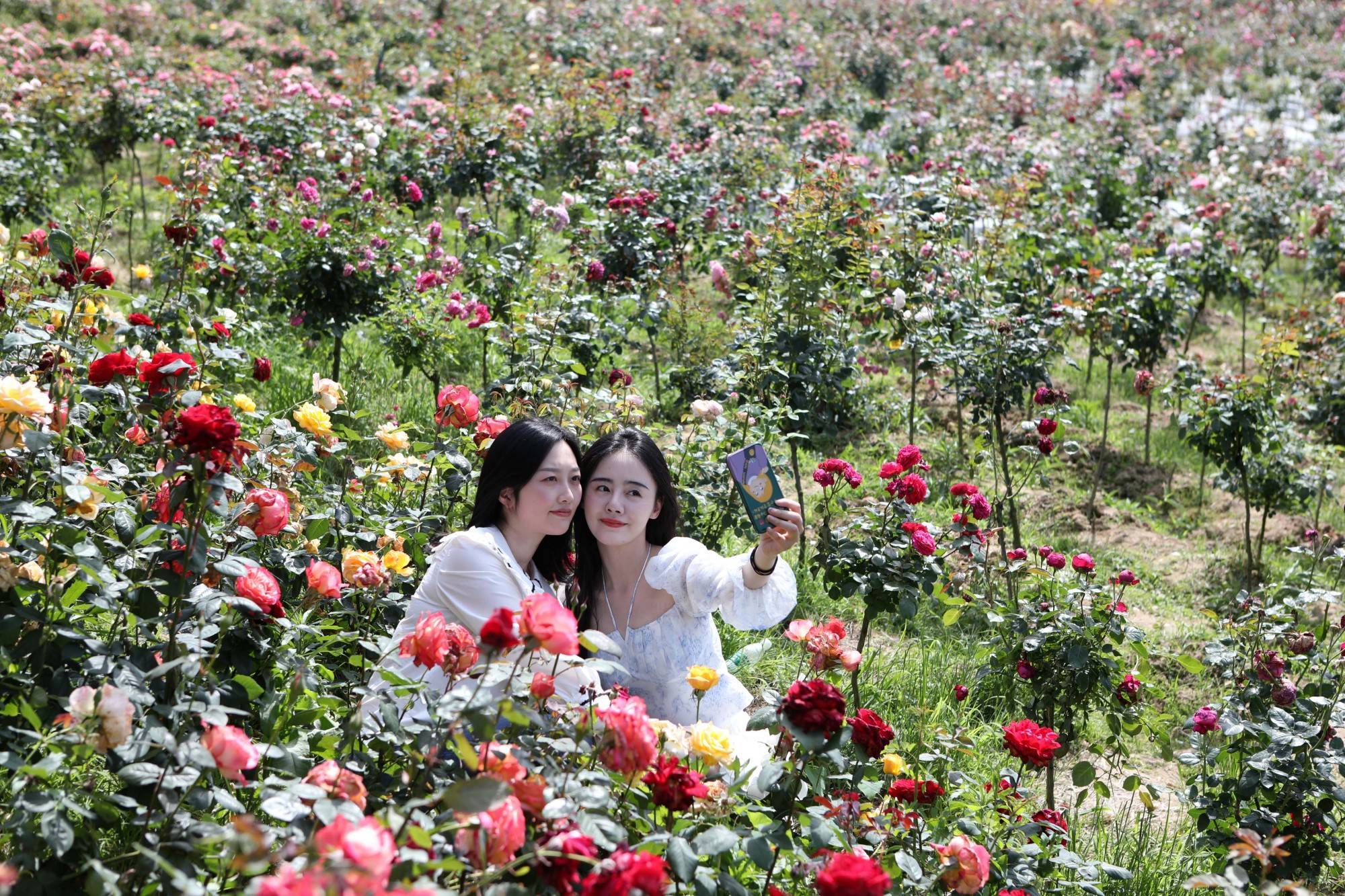 永川五间花海最好玩图片