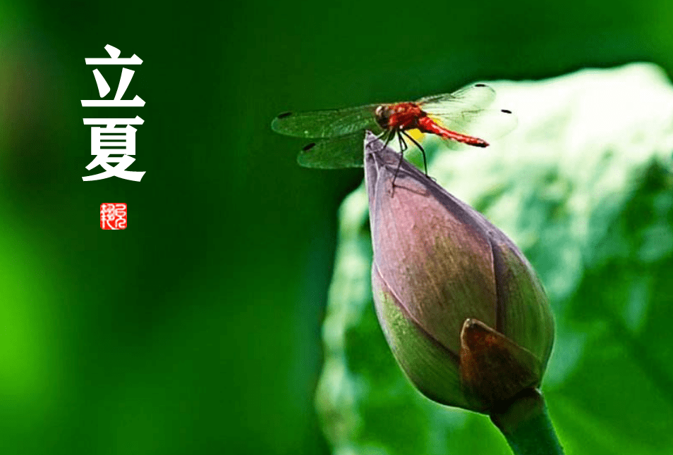 二十四节气扶阳养生之立夏夏气之应养长之道