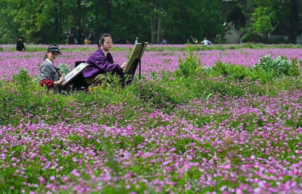 江陵:农田绿肥紫云英 化作春泥来护田_种植户_江北农场_绿色