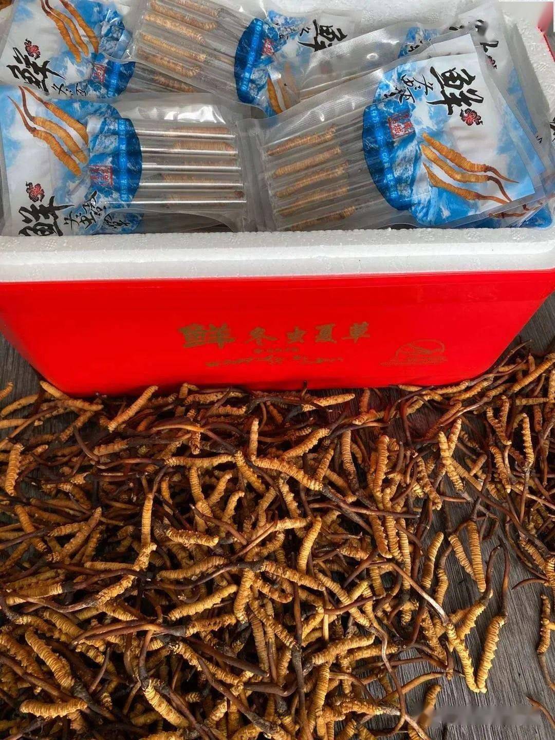 这2根虫草只有1根是纯野生你能看出来吗揭秘新鲜虫草黑幕触目惊心