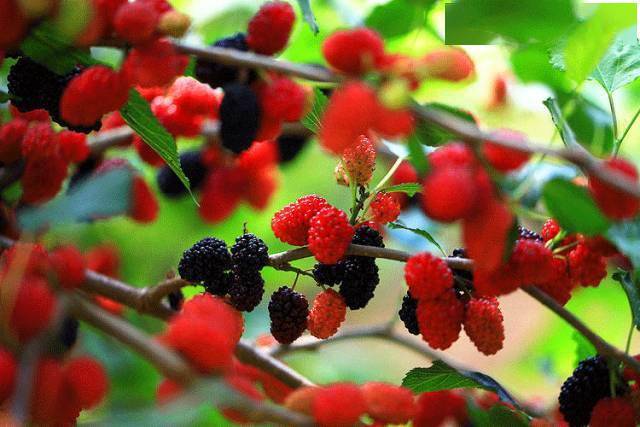 立夏万物至此皆长大