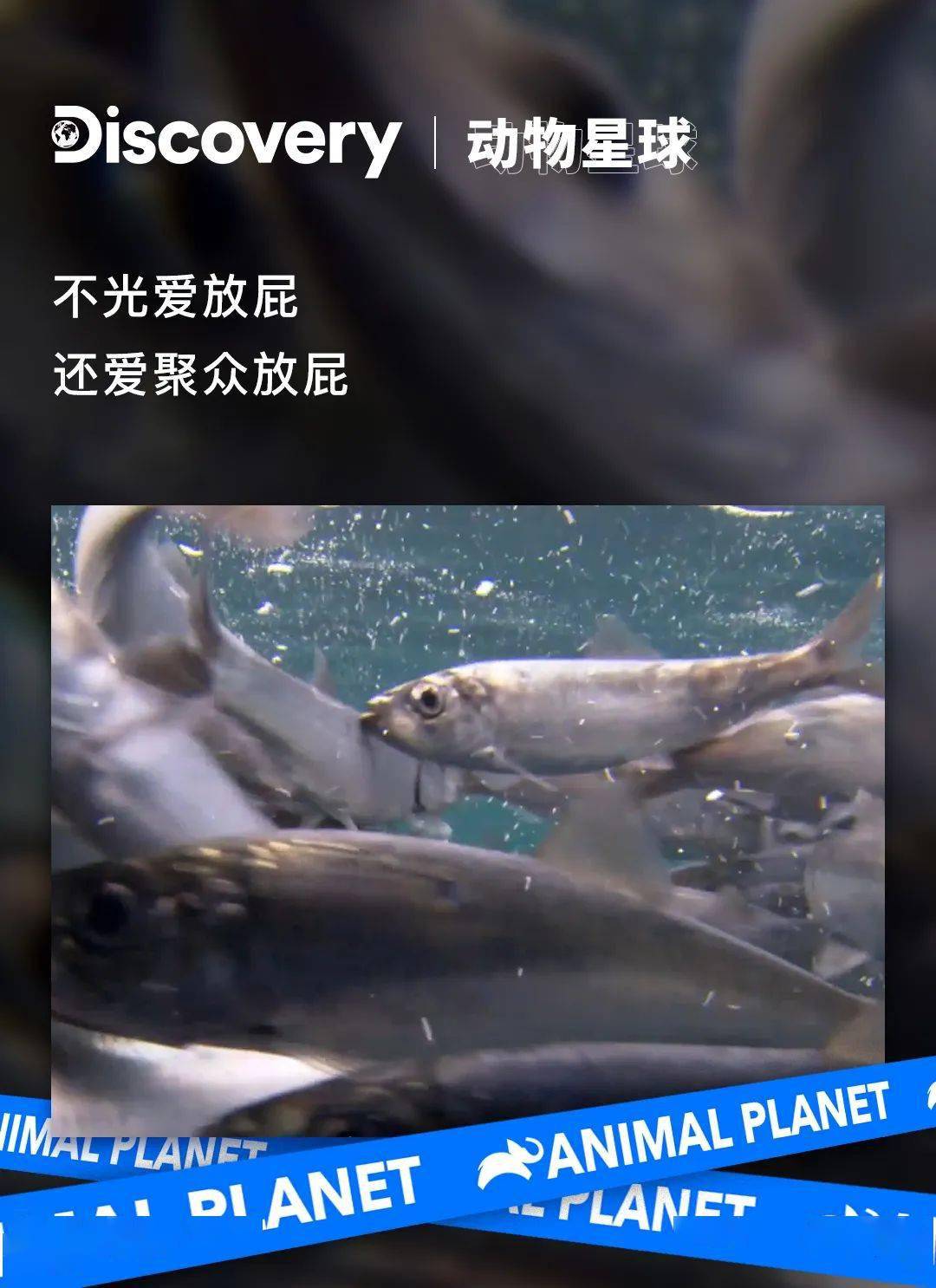 这种鱼一秒钟能放10个屁绝了