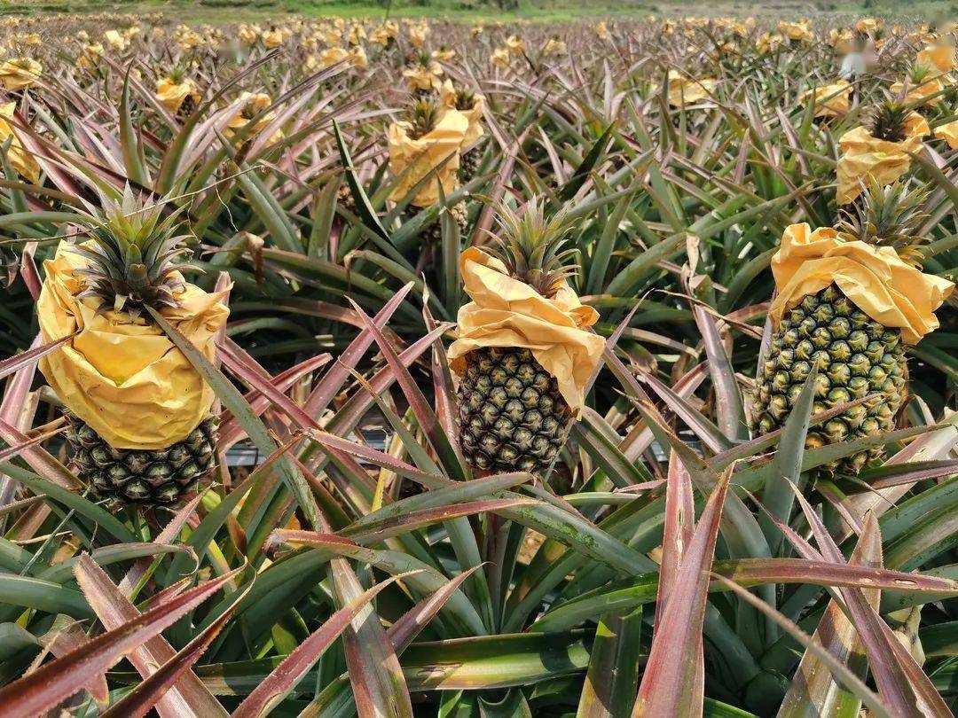 手撕凤梨在三村乡试种成功_红河谷_丁松林_种植