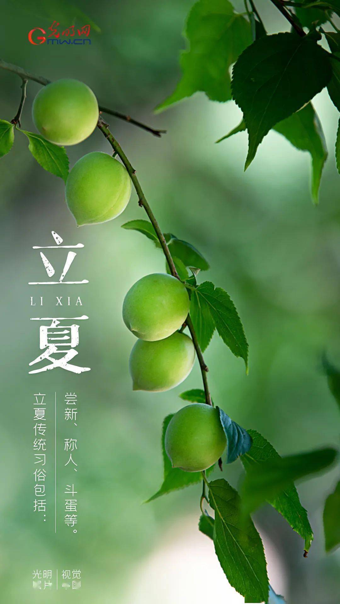 今日立夏_你好夏天!_节气_万物